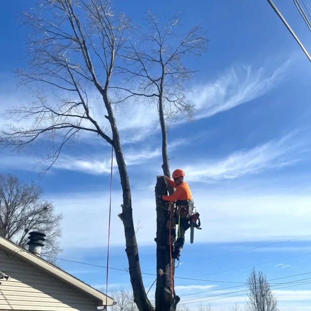 Decoding the Evansville Tree Ordinance: Rights and Rules for Property Owners