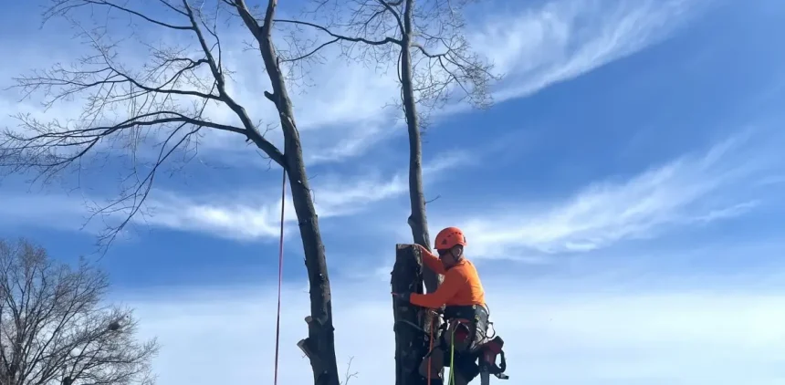 Property owner reviewing tree removal permit requirements near a large oak tree in Evansville, Indiana.