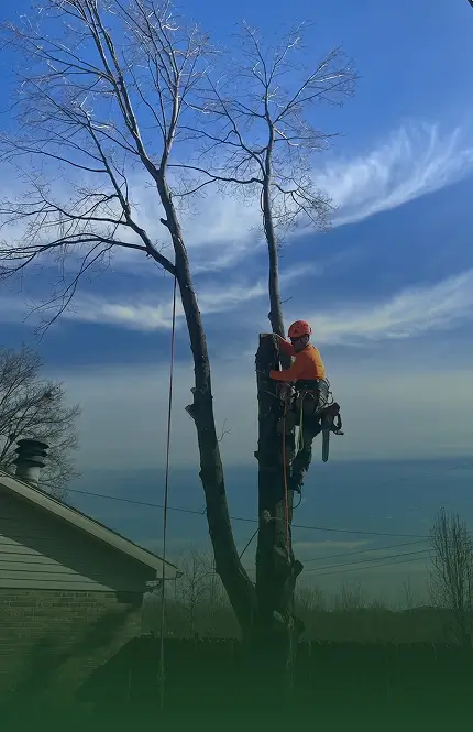 Tree Service Evansville IN | Tree B Gone