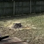 Tree Cutting