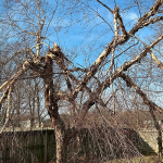 How-to-Get-the-10-Winter-Discount-on-All-Tree-Services